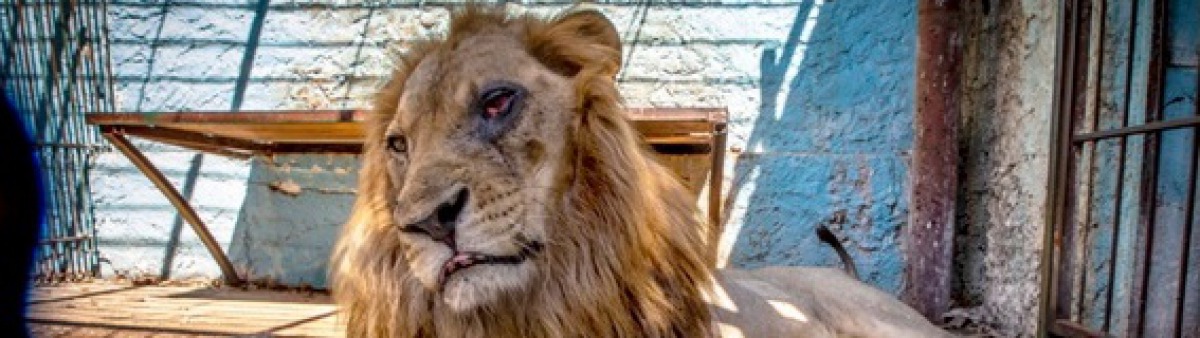 Bezárják az albán horror állatkertet