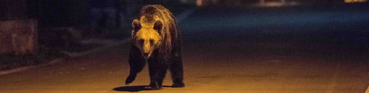 Medve kószált Székelykeresztúr utcáin – Paksi vadászra támadt a nagyvad a testvérvároshoz közeli erdőben 