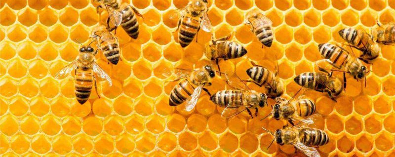 Visszavonulót fújtak a méhek a tavaszi fagyok miatt - A klímaváltozás a méheket, méhészeket egyaránt sújtja 