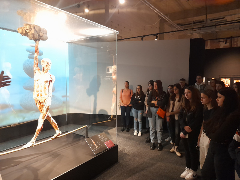 A Body Worlds és a vár – Fakultatív tanulmányi kirándulás Budapesten