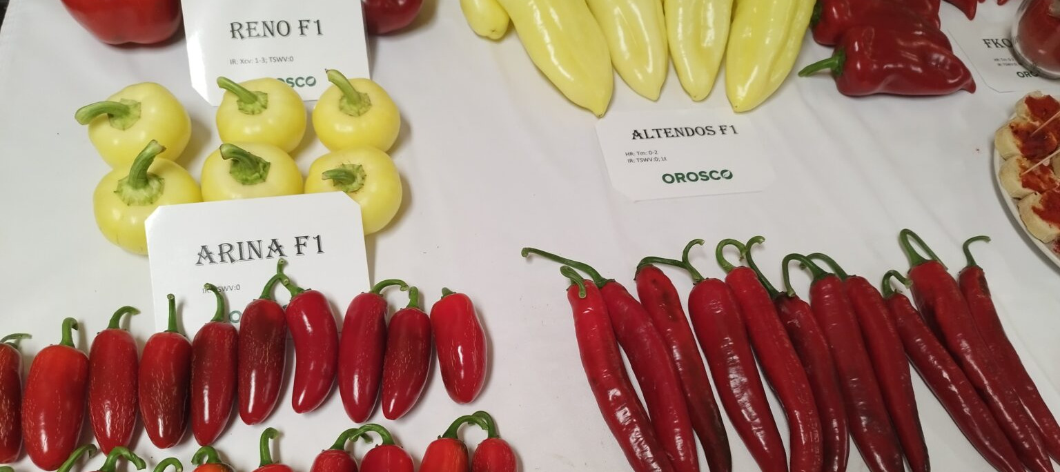Magyar Paprika Napja Hajóson – Negatív rekord az idei termesztőterület