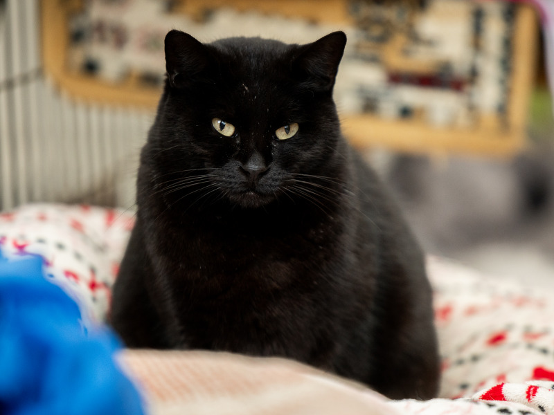 Közel 50 millió forint támogatást biztosít a Közös ügyünk az állatvédelem Alapítvány országos macska ivartalanítási programra