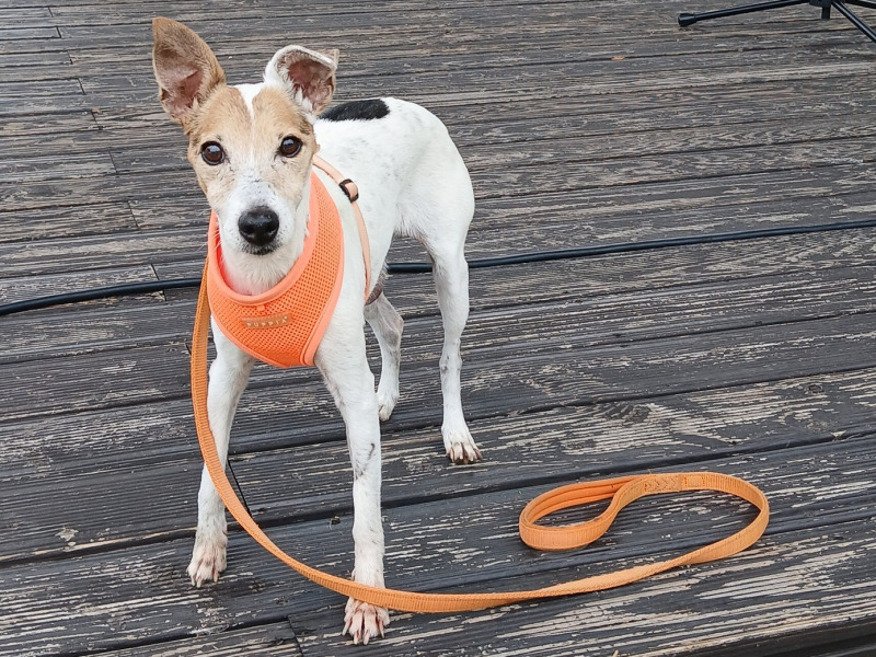 A Közös ügyünk az állatvédelem alapítvány támogatást nyújt a fővárosi hajléktalanszállók állattartási infrastruktúrájának fejlesztésére