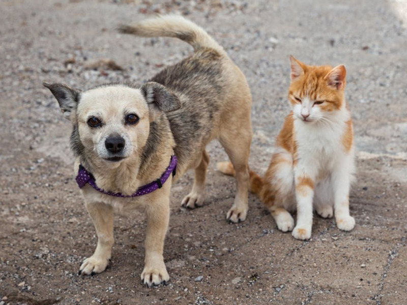 Állatok Világnapja – Október 4. üzenete: az állatok élete a mi döntéseinken múlik