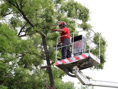 Lezárják a Hunyadi János utca egy szakaszát – facsonkolási munkálatok kezdődnek