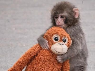 Plüssbe kapaszkodó kismajom hódította meg az internetet – új családra talált Punch