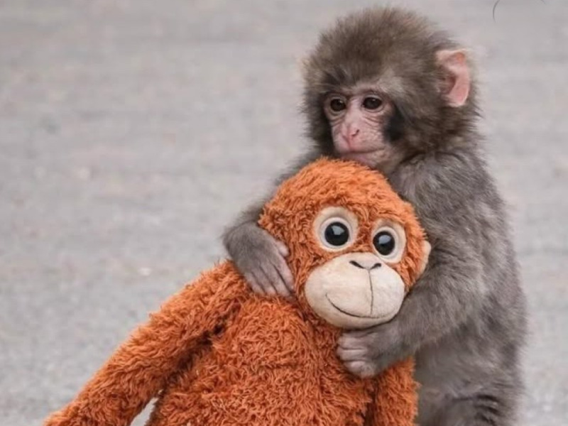 Plüssbe kapaszkodó kismajom hódította meg az internetet – új családra talált Punch