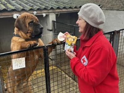 Véradó kutya mutat példát – ma ismét véradás lesz Kalocsán