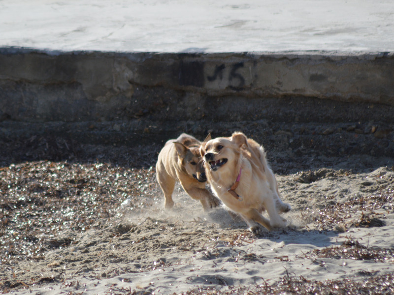 „Szarvashiba” – Kutyatámadás Drágszélen
