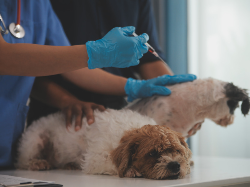 Kötelező eboltás Kalocsán – májusban több helyszínen várják a gazdákat