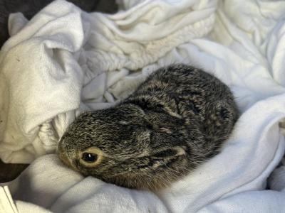 Ne vigyük haza a „magányos” kisnyulakat – fontos üzenetet tett közzé a kalocsai állatvédő egyesület